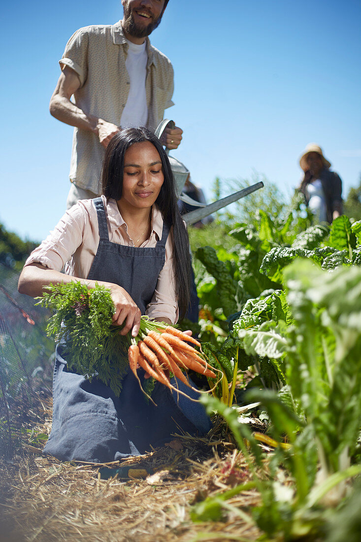 Young woman harvesting carrots in sunny vegetable garden