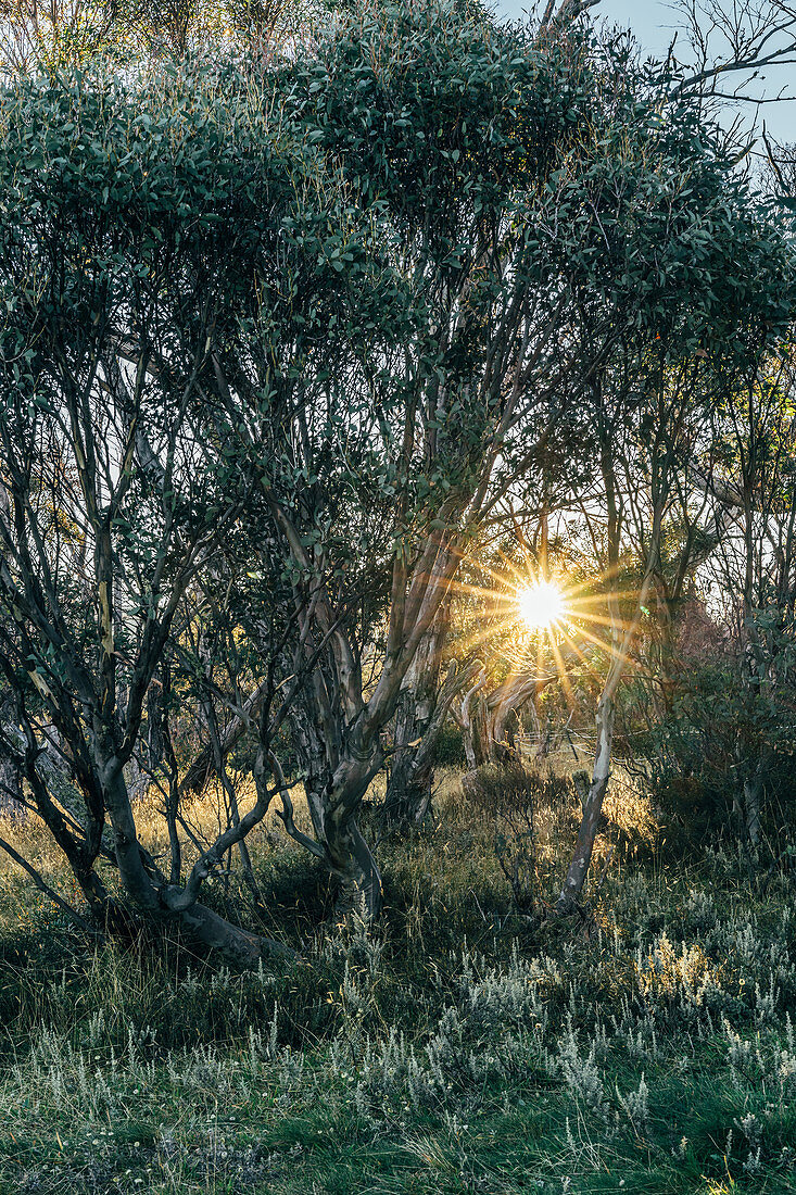 Sun shining behind trees Alpine National Park Australia