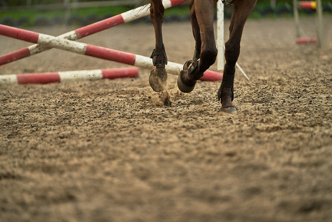 Horse hooves kicking up dirt in paddock