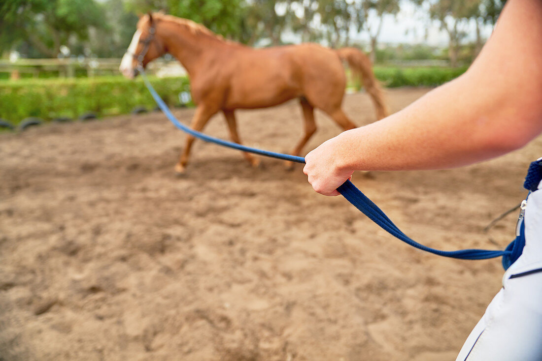 Horse training in rural paddock