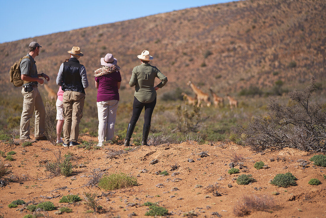 Group watching giraffes in distance South Africa