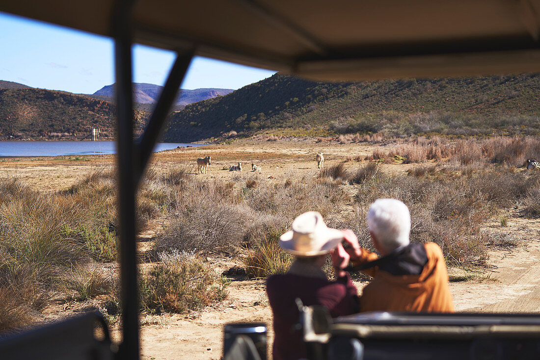 Senior couple on safari watching zebras in distance