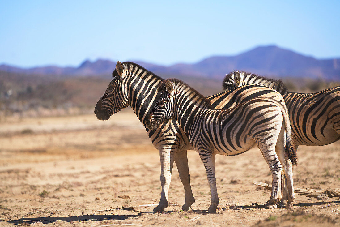 Zebras on sunny wildlife reserve