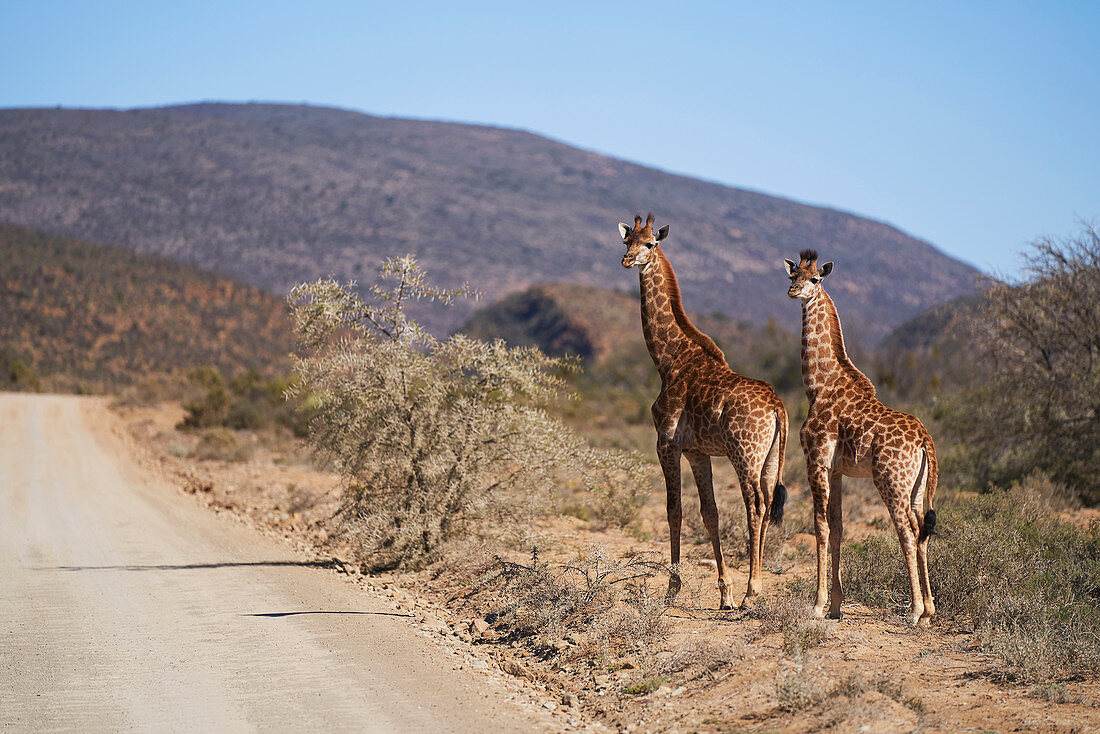 Giraffes at sunny roadside on wildlife reserve