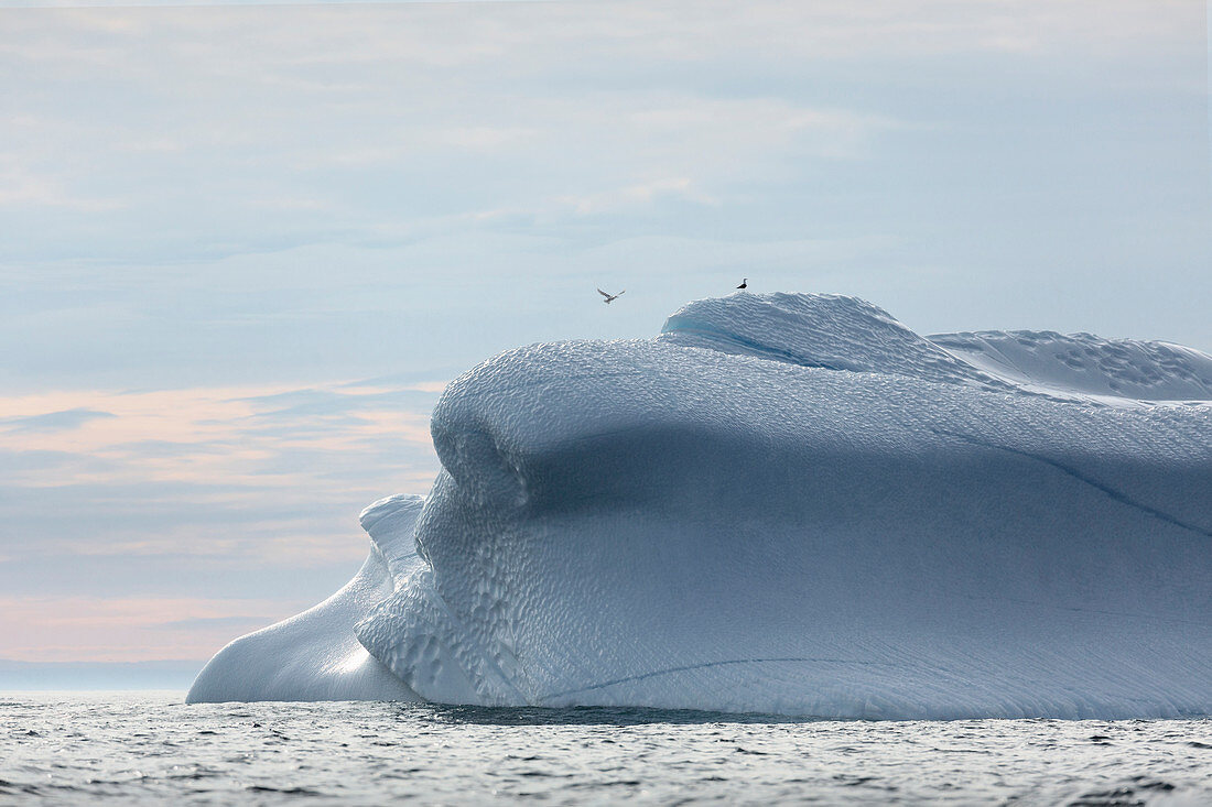 Birds above melting iceberg Greenland