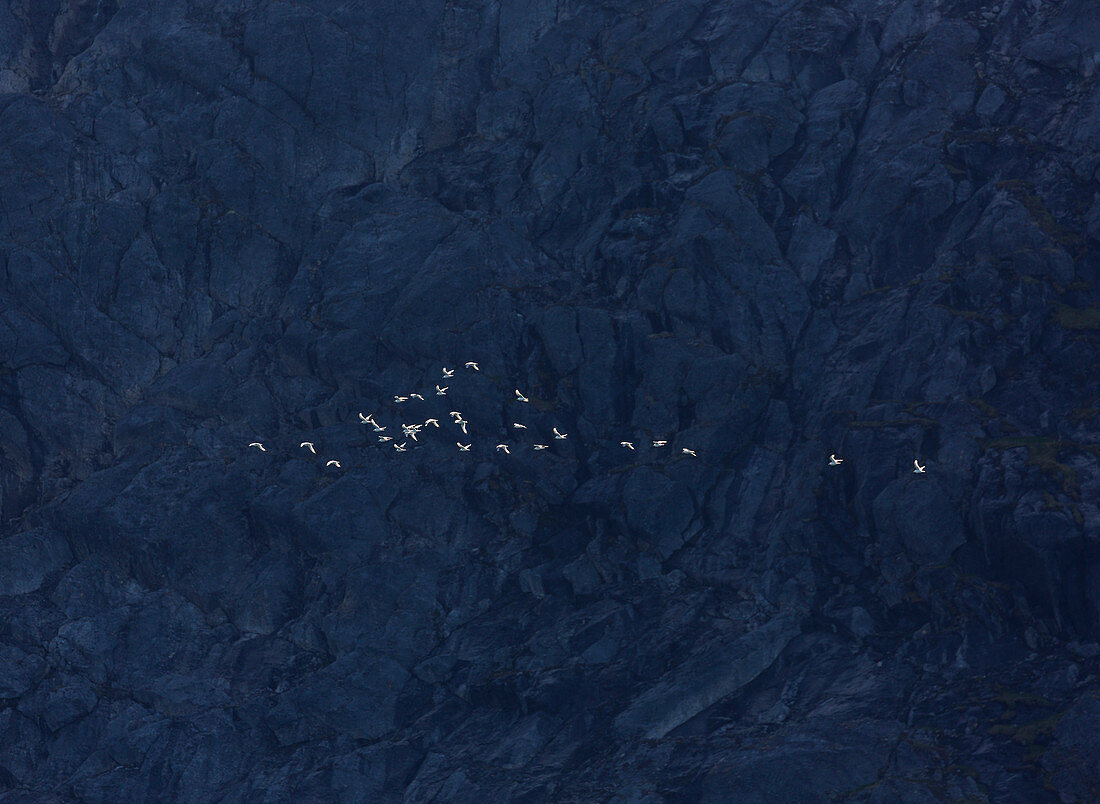 Flock of white birds flying past rugged cliff