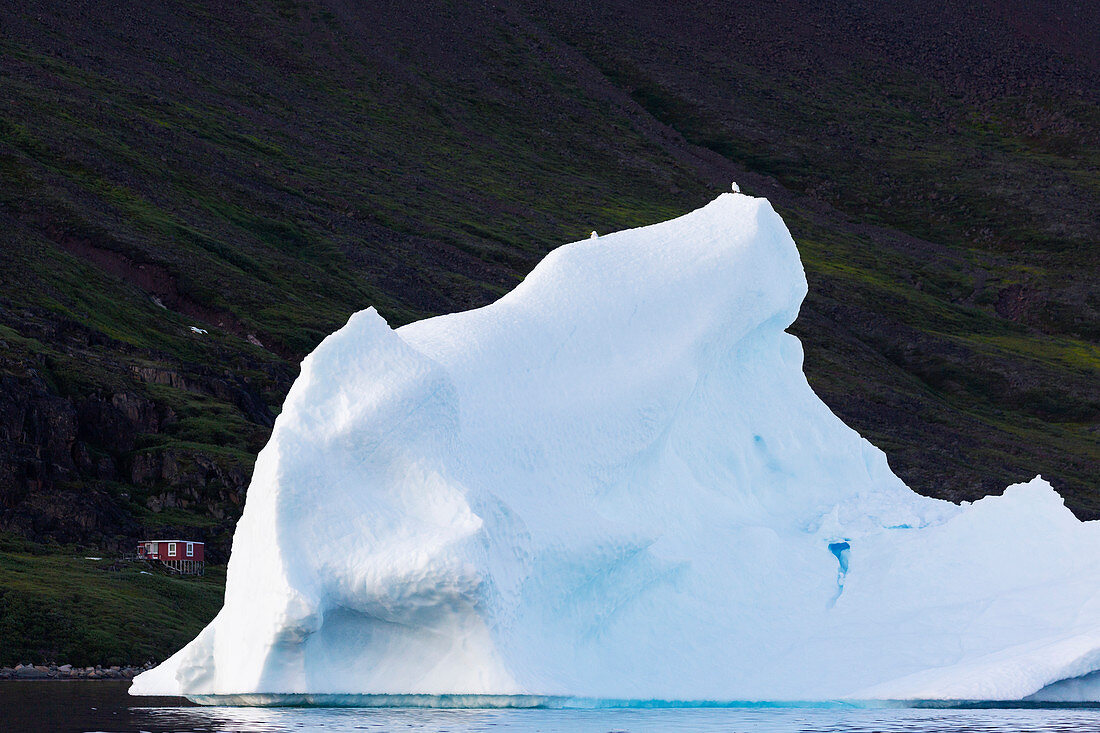 Birds perched on melting iceberg Greenland