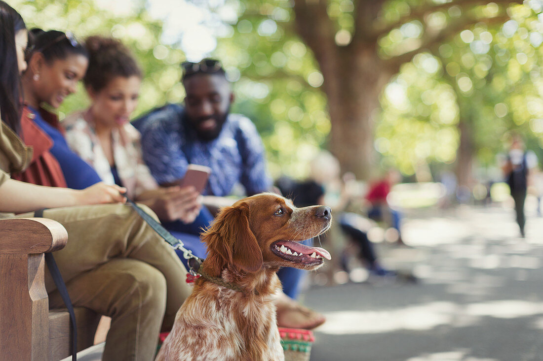 Friends with dog on park bench