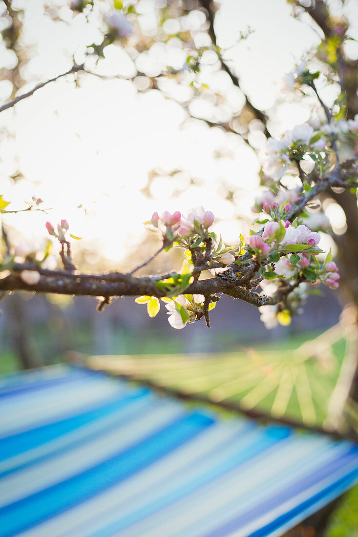 Flowering tree over hammock in tranquil garden