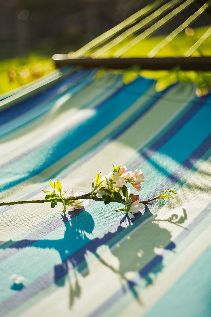 Flowering branch on sunny hammock