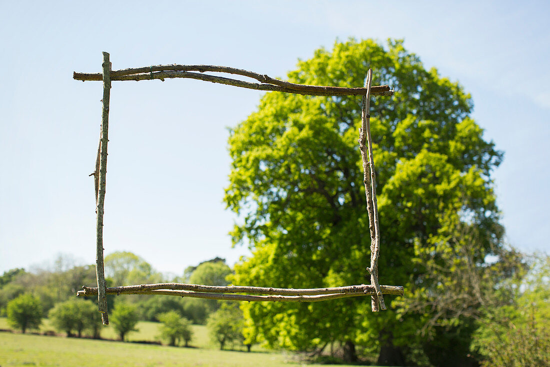 Wooden stick frame over sunny green tree and park