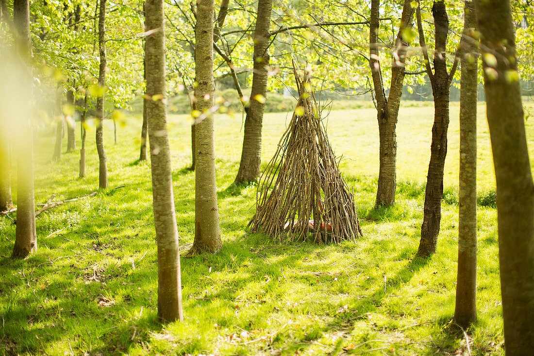 Branch teepee in sunny woodland