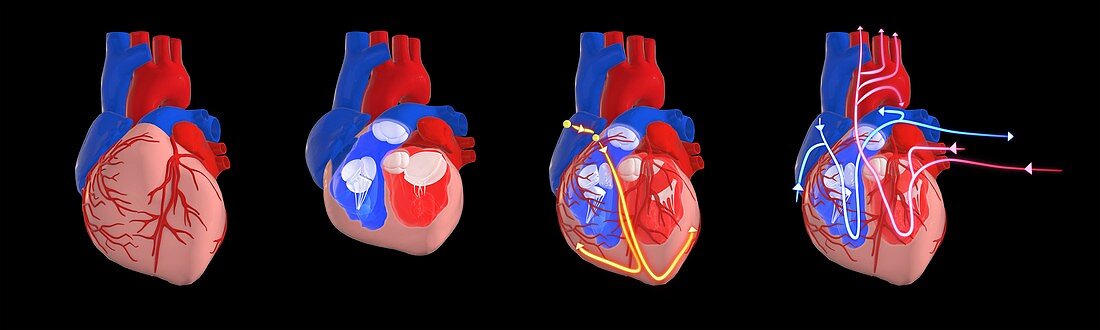 Human heart circulatory and electrical system, illustration