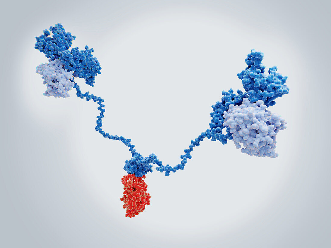 cAMP-dependent protein kinase molecule, illustration