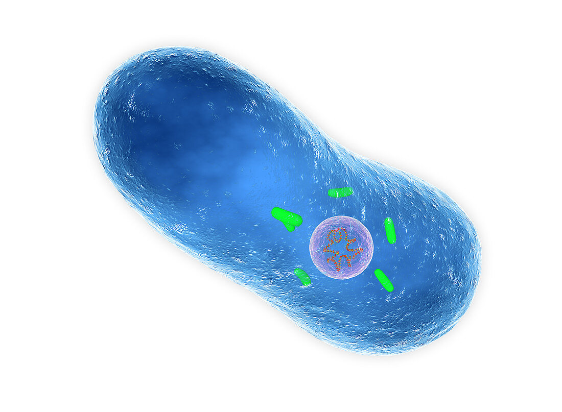 Coxiella burnetii bacterium, illustration