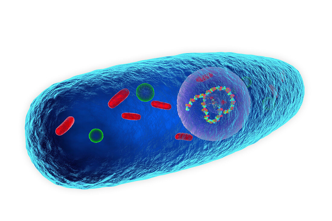 Pasteurella multocida bacterium, illustration