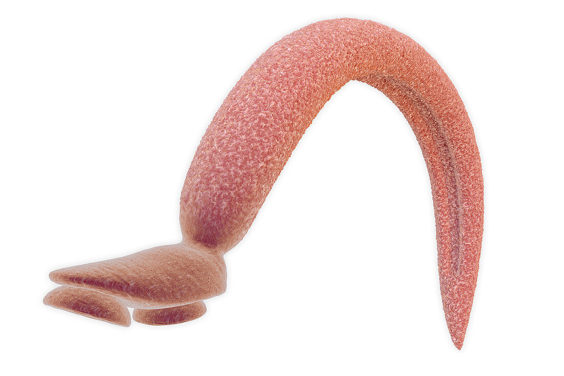 Schistosome fluke, illustration
