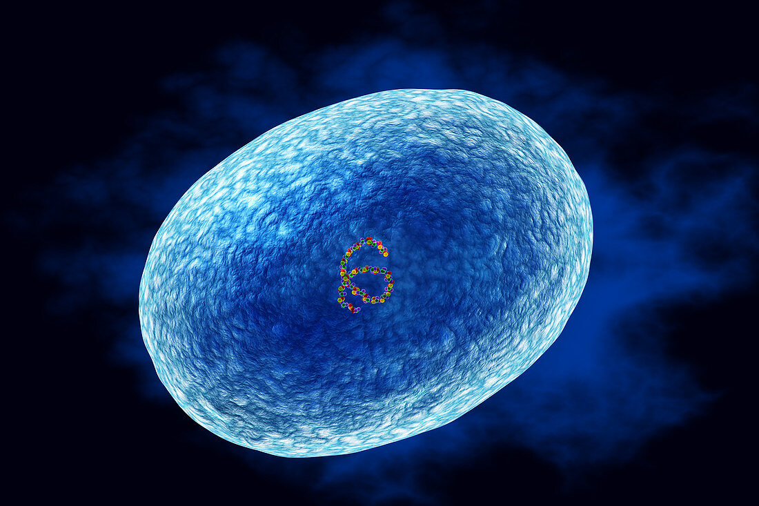 Staphylococcus aureus (MRSA) bacterium, illustration