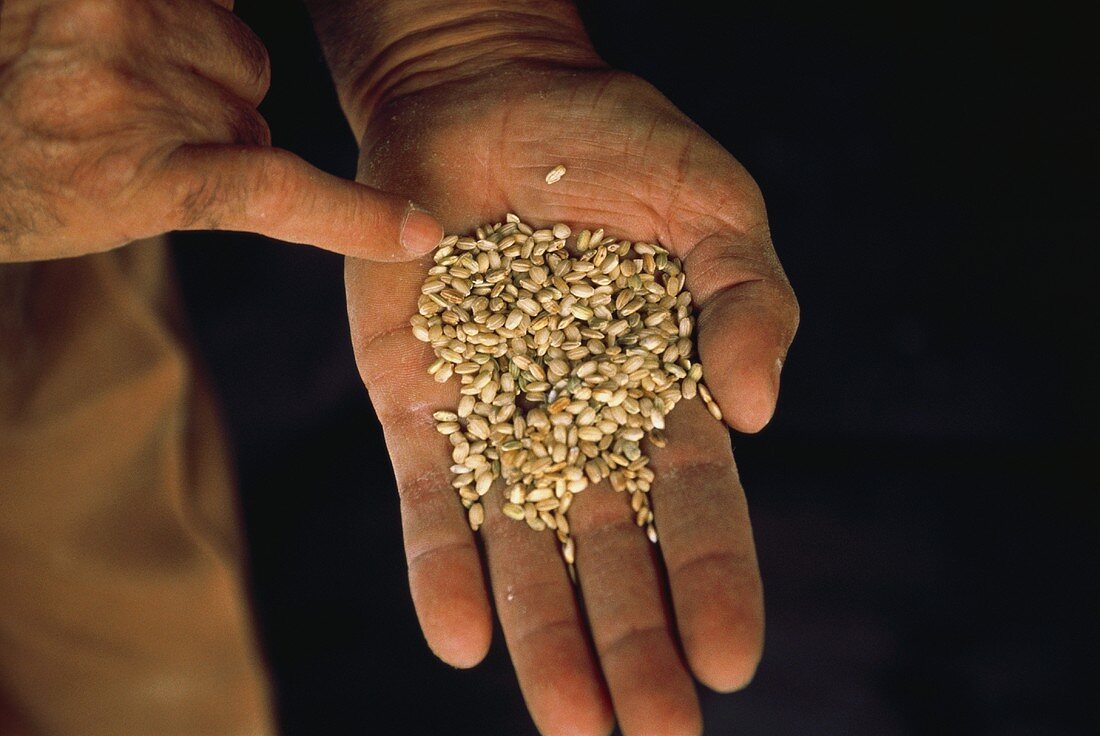 Hand Holding Brown Rice