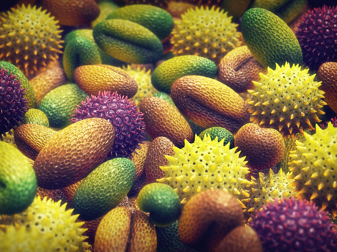 Pollen grains, illustration