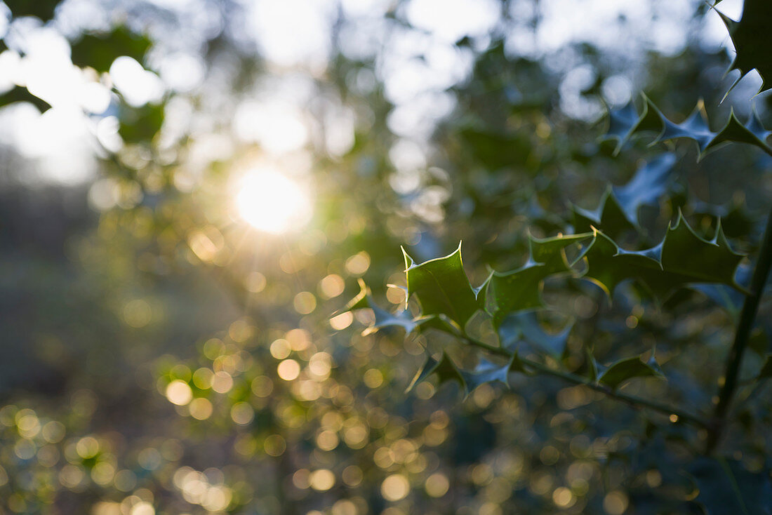 Sunshine over tranquil holly tree branches