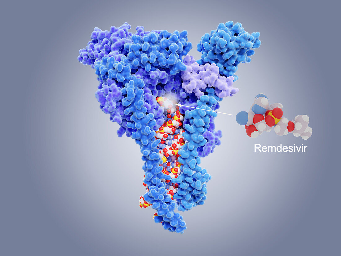 Remdesivir coronavirus drug and target, illustration