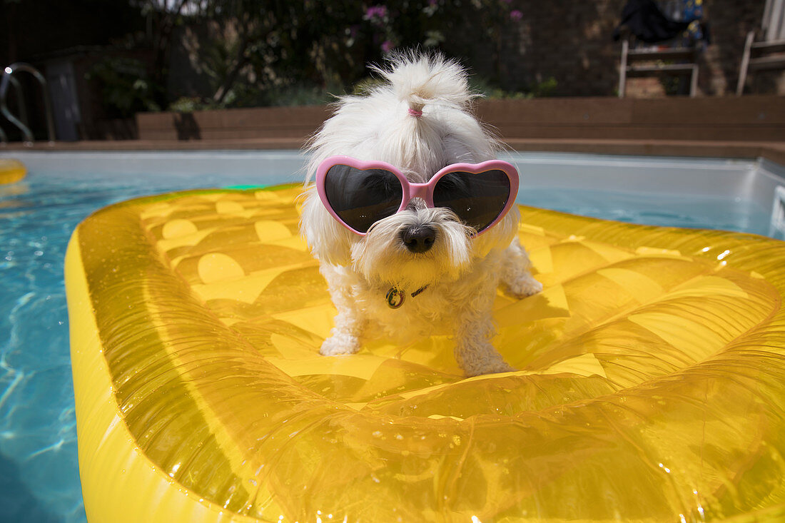 Dog in heart shape sunglasses on pool raft