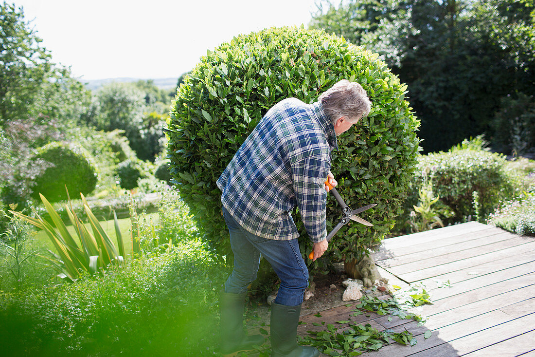 Senior man pruning bush with shears