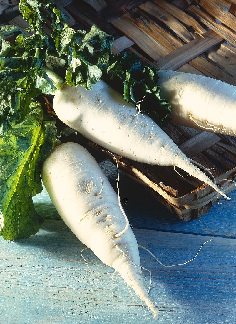 Three White Radishes