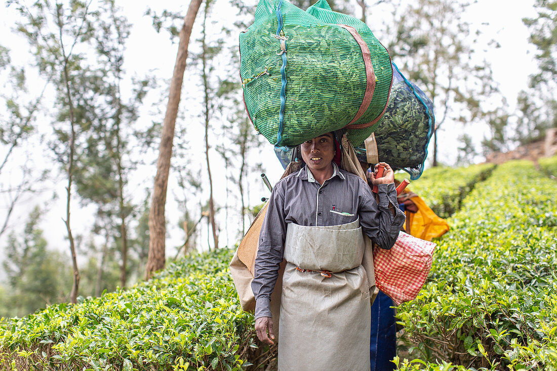 Tea plantation in Kerala, India