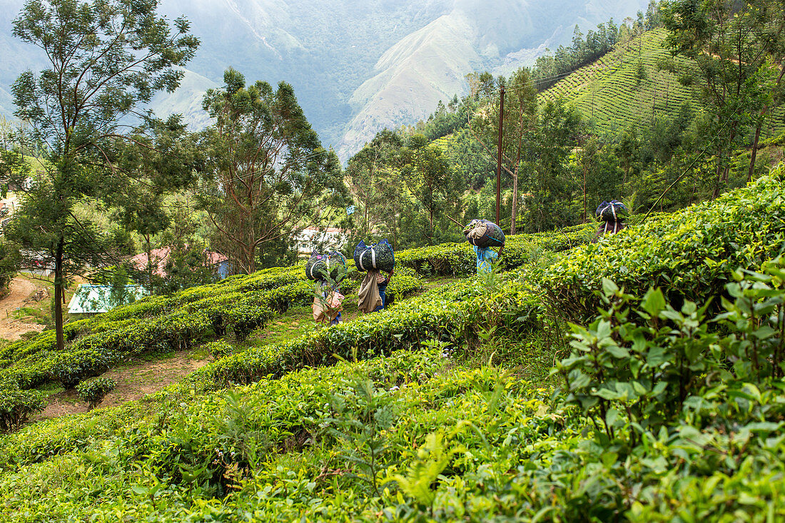 Teeplantage in Kerala, Indien