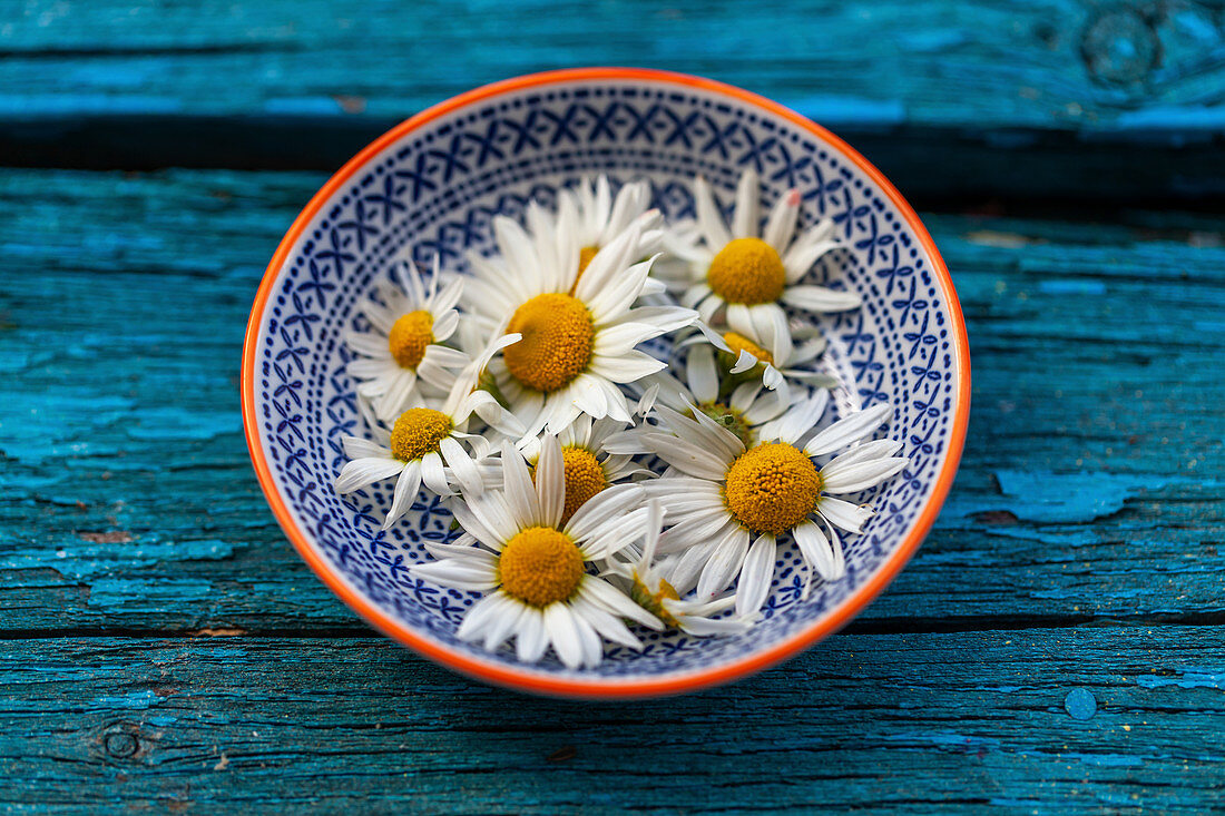 Fresh chamomile