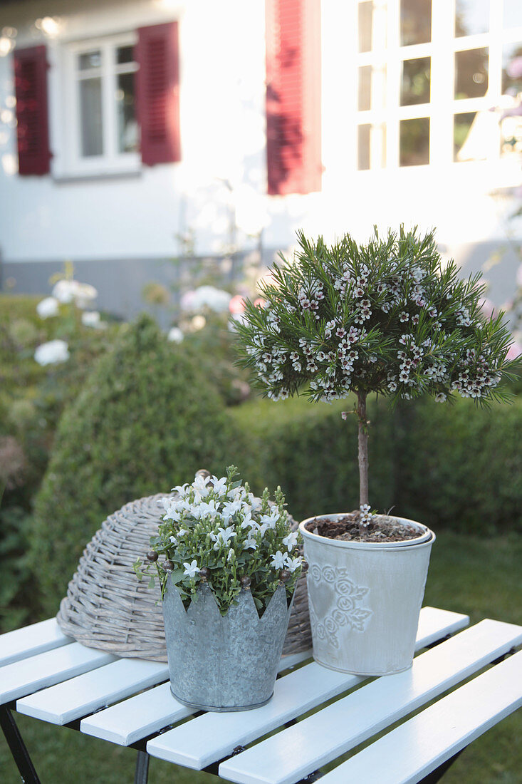 Australian waxflower trained as a standard and Dalmatian bellflower planted in zinc crown