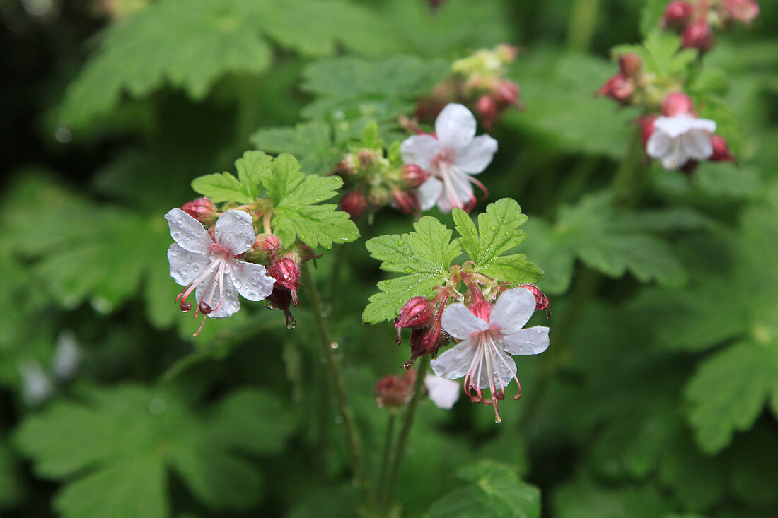 Geranium 'Biokovo'