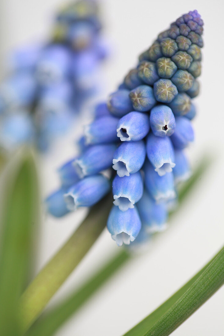 Grape hyacinth (close-up)