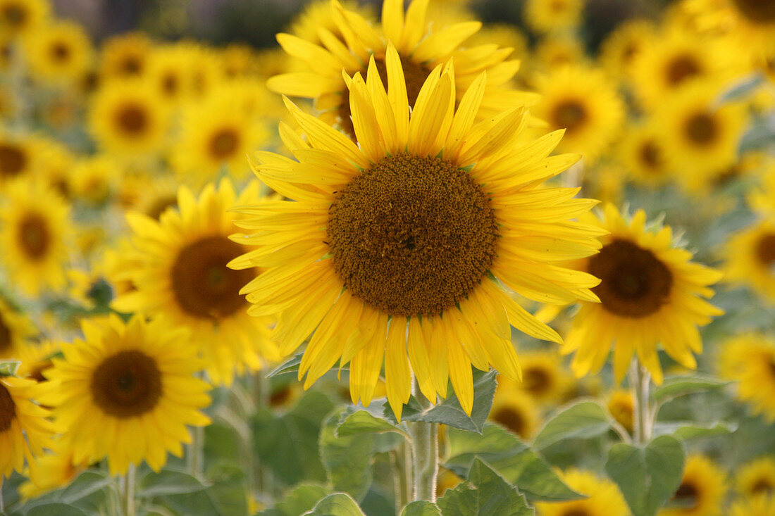 Field of sunflowers