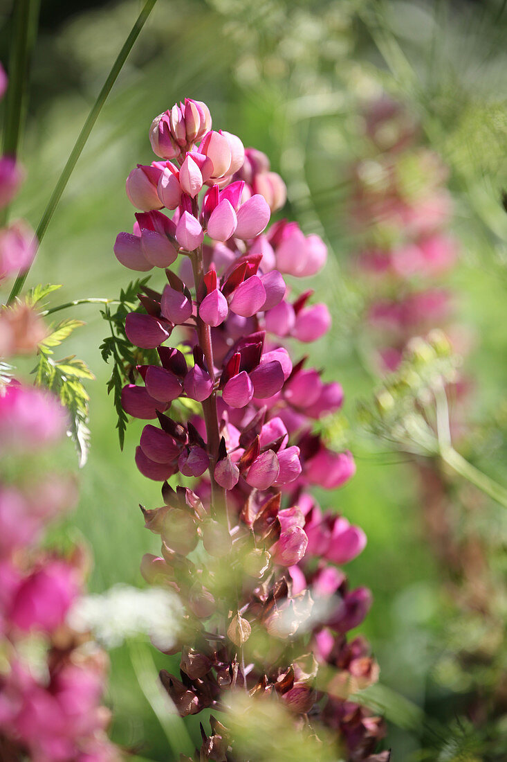 Pink lupin