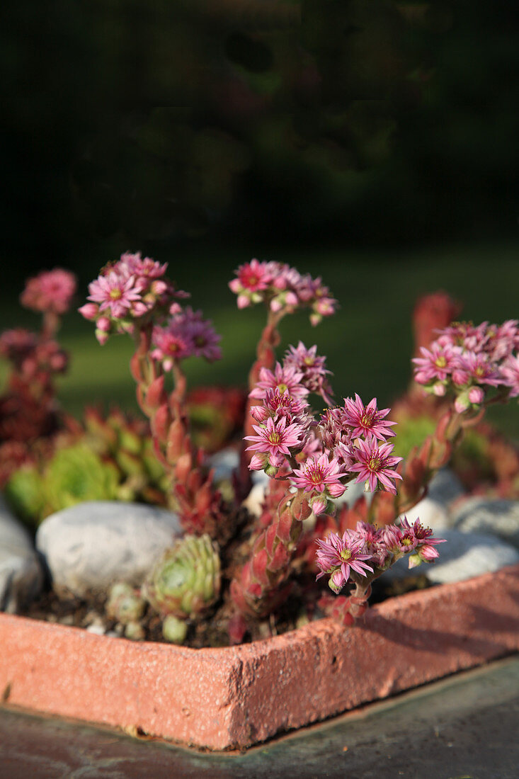 Flowering houseleeks in terracotta dish