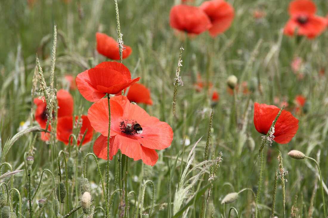 Mohnblumenfeld - Hummel an Klatschmohnblüte