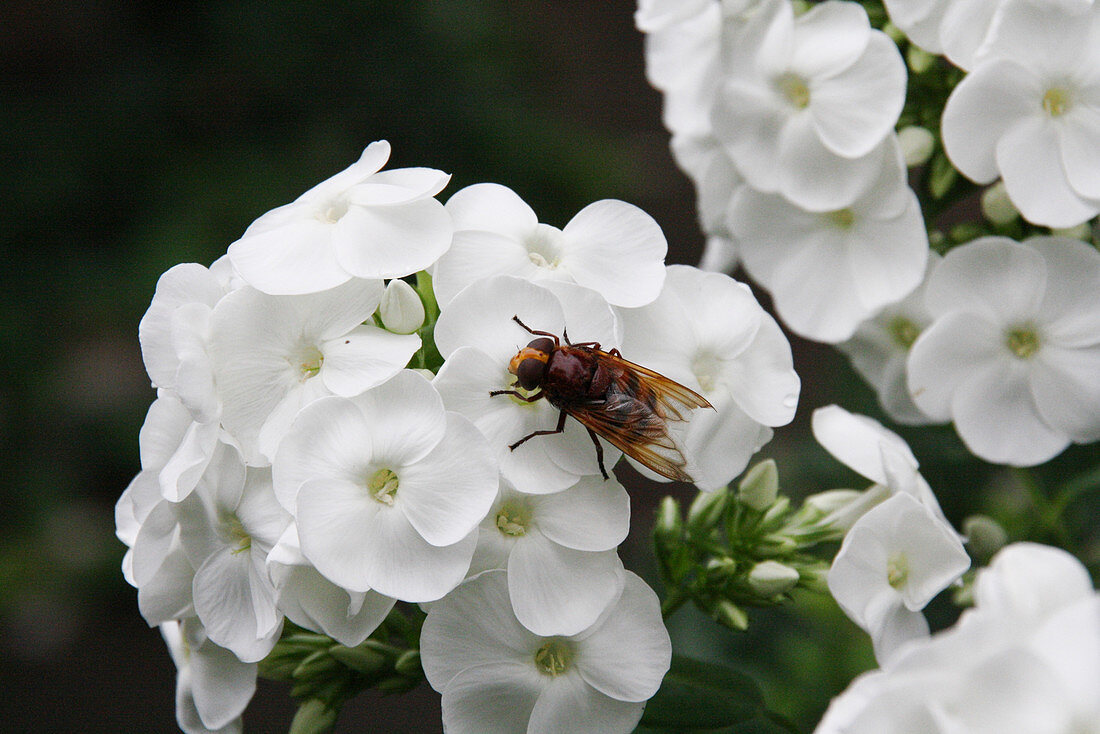 Hornet Hoverfly on Flame Flower