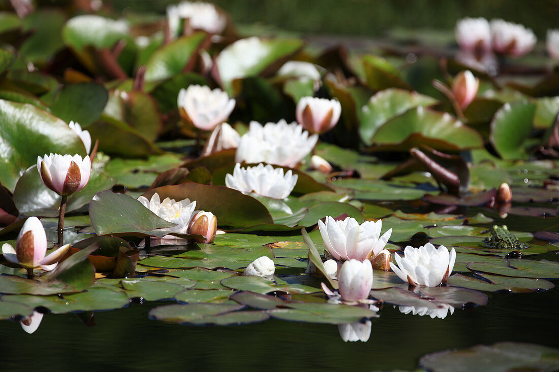 Flowering water lilies in pond with frog sitting on lilypad