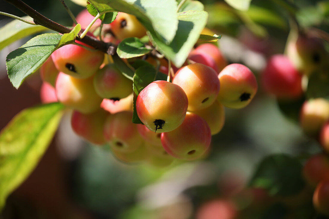 Crabapple 'Evereste'