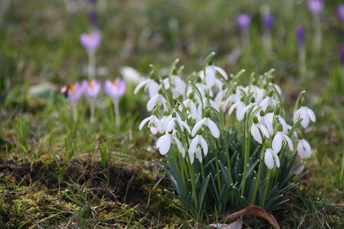 Schneeglöckchen im Rasen