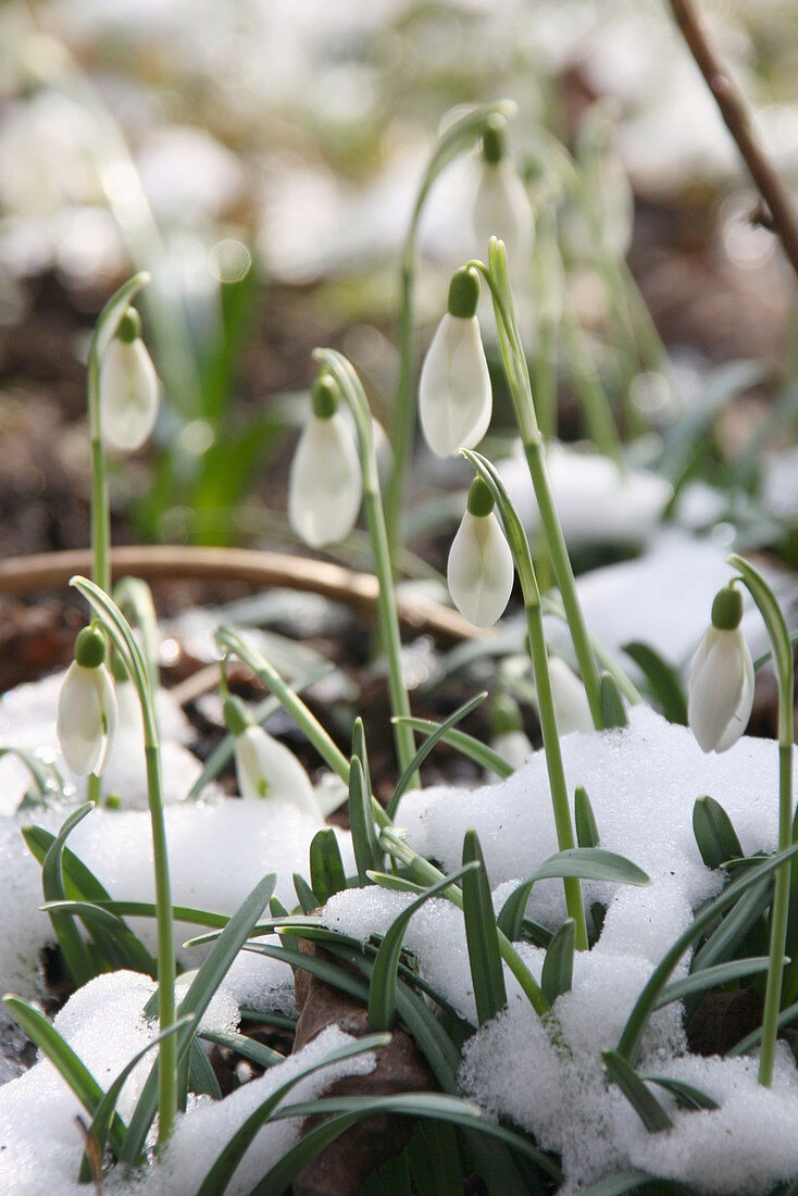 Snowdrops in snow