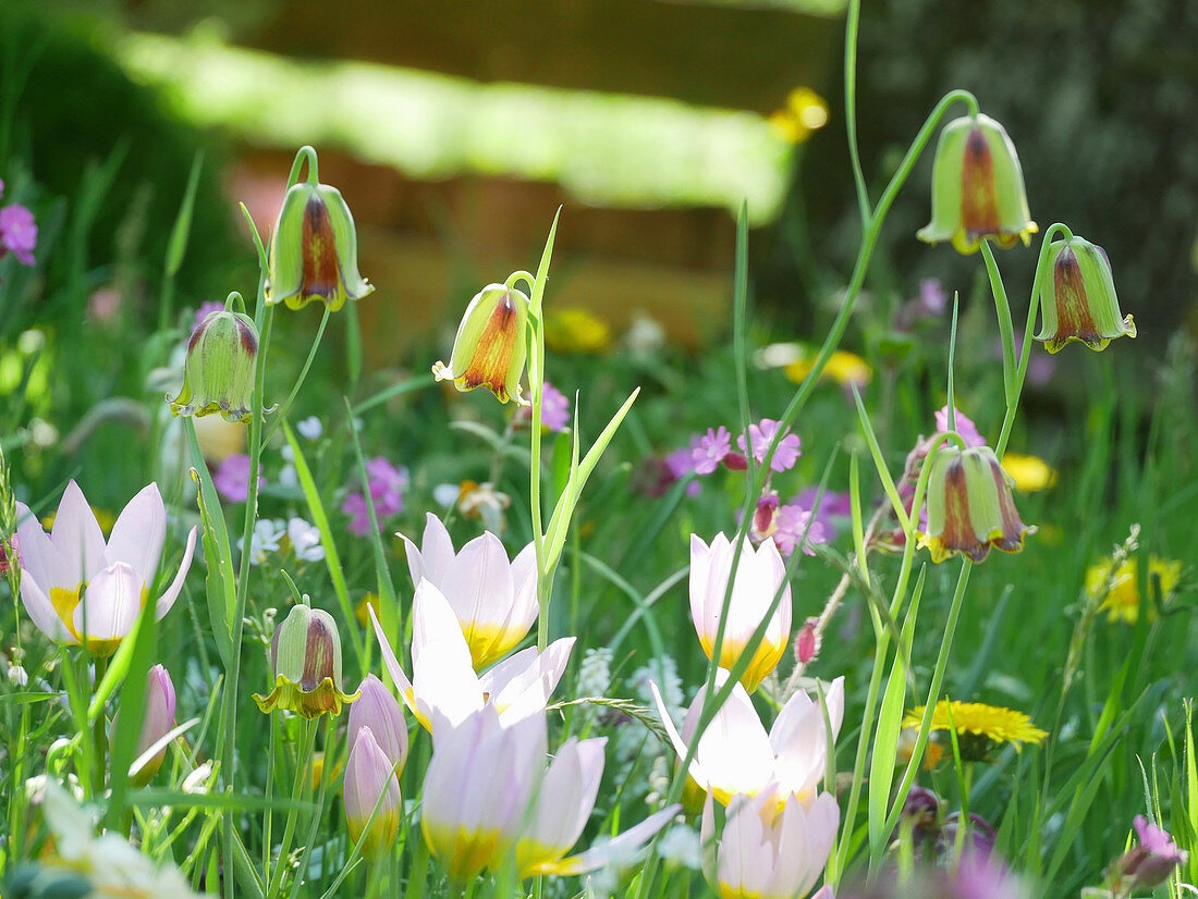 Wild tulips and pointed-petal fritillaries growing in lawn