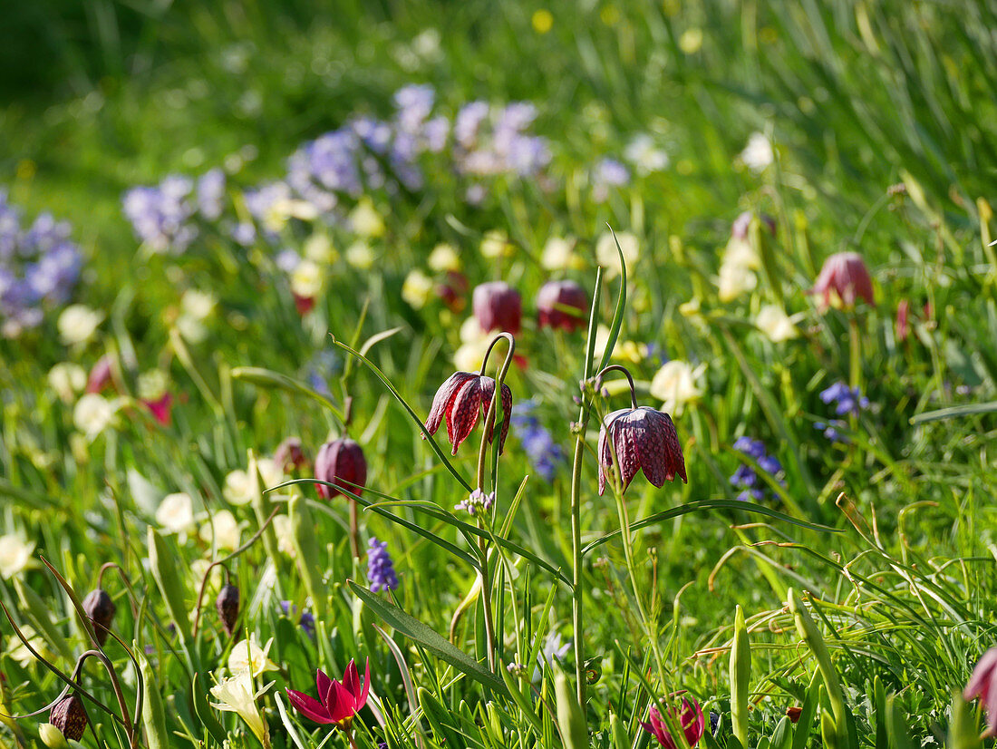 Snake's head fritillaries growing in field of wildflowers