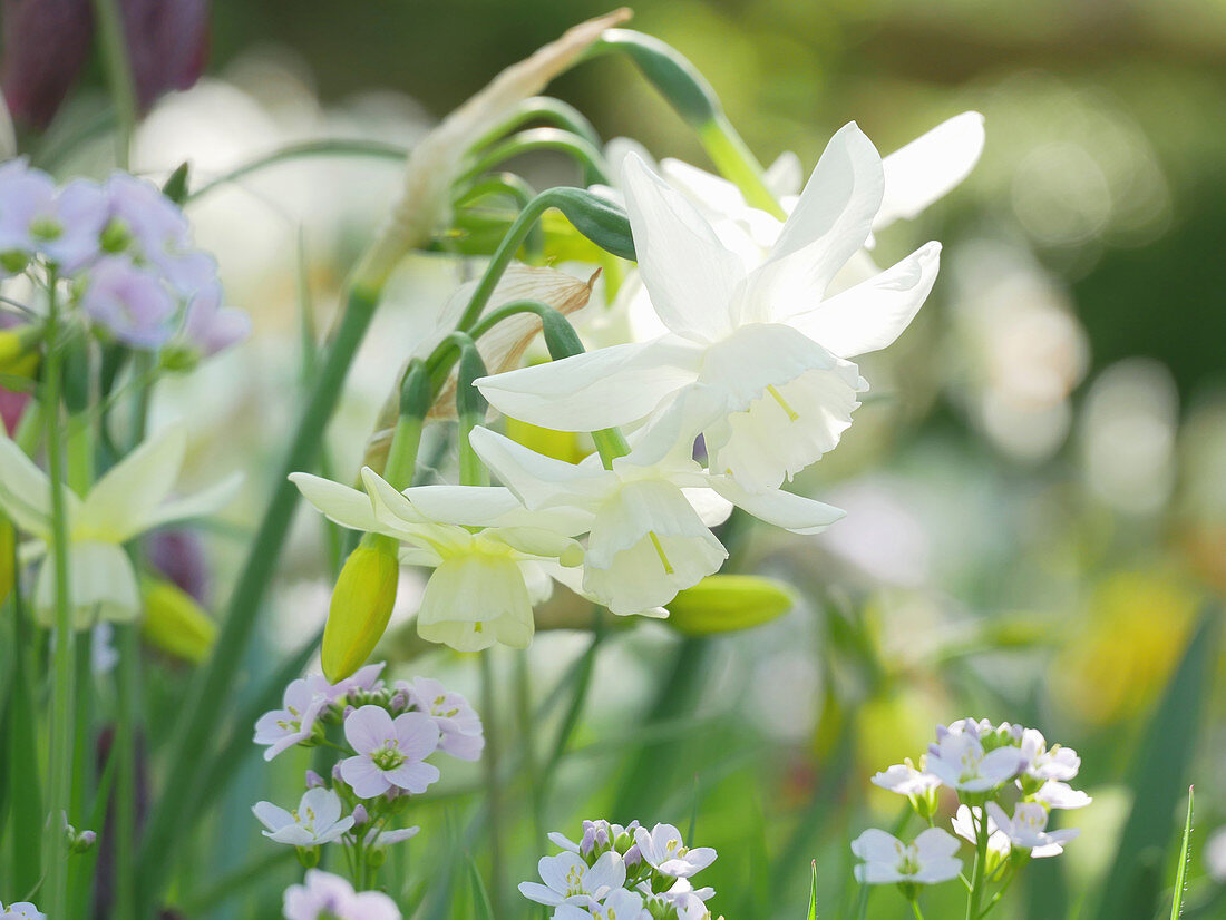 White daffodil 'Thalia' with meadowfoam