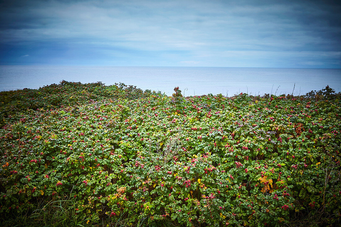 Rosehip field