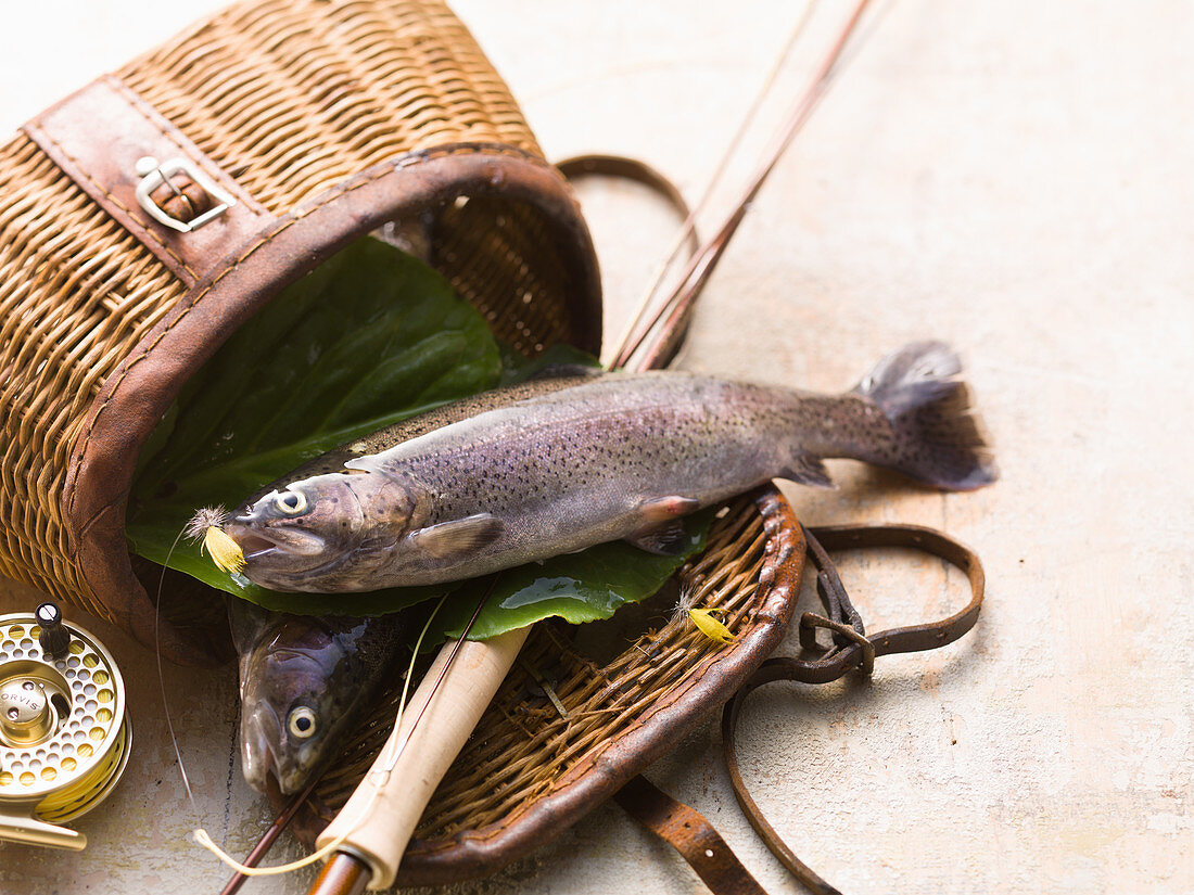 Freshly caught trout