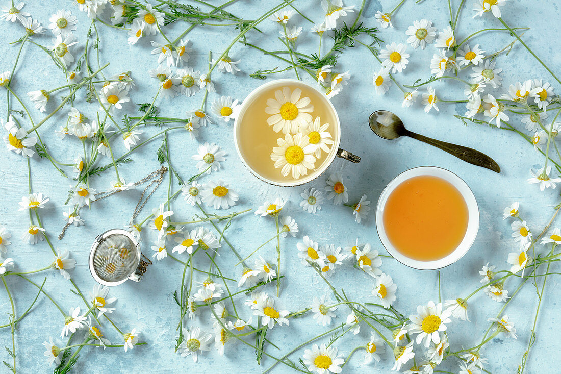 Chamomile tea served with fresh flowers on blue background